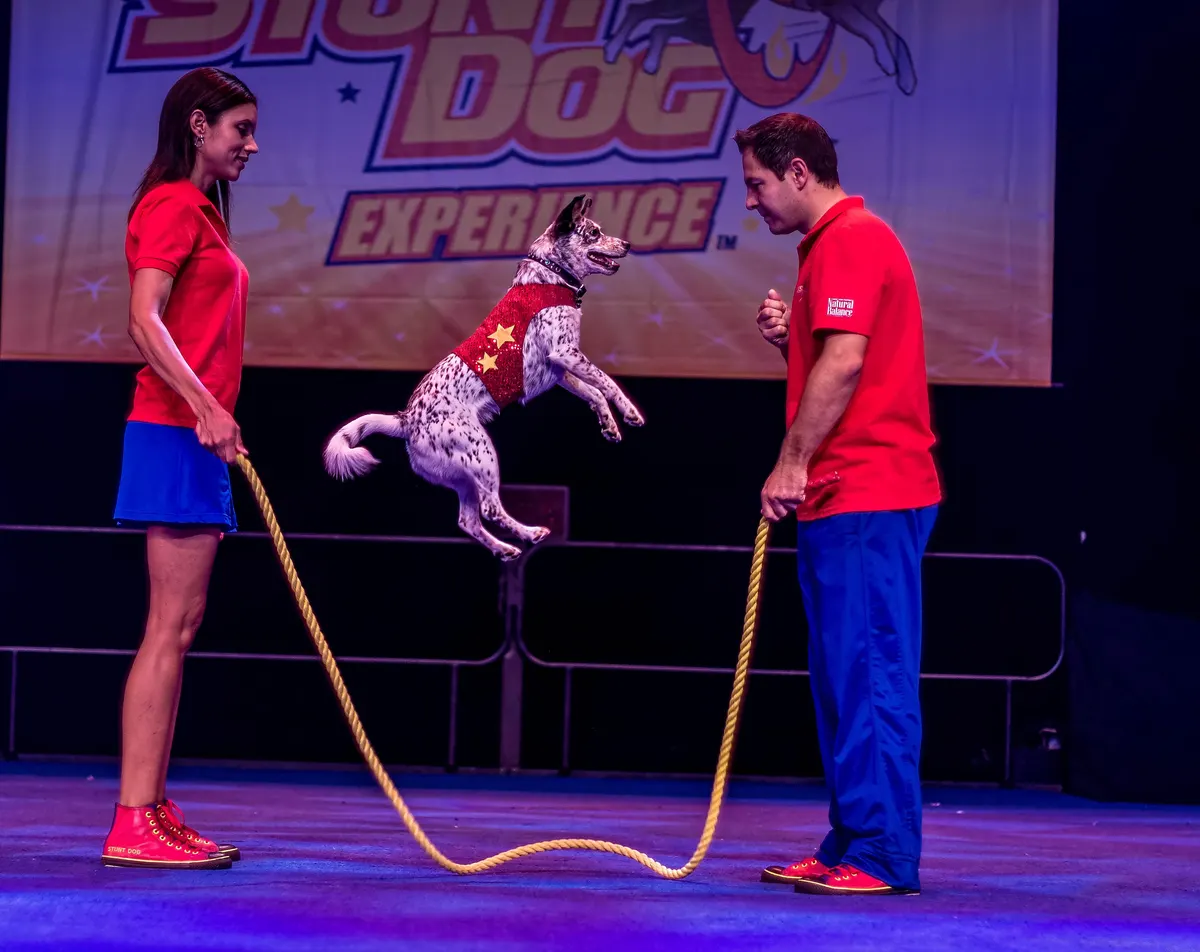 Stunt Dog Experience