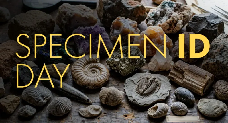 Specimen ID Day