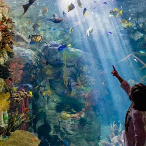 Birch Aquarium: Entry Ticket