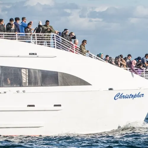 Long Beach: Whale and Dolphin Watching Cruise