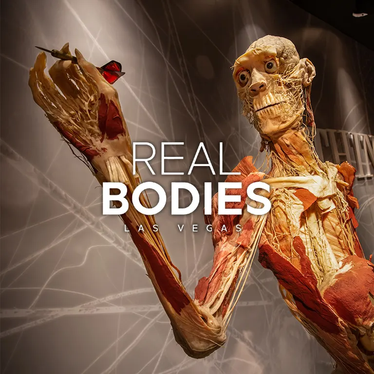 Real Bodies: A Journey Through the Human Experience at the Horseshoe Las Vegas