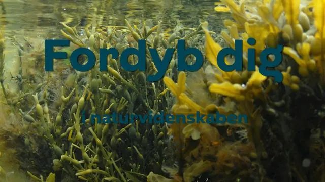 Fordyb dig i naturvidenskab - Tang