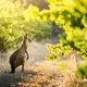 World of Wine: Explore Australia and New Zealand