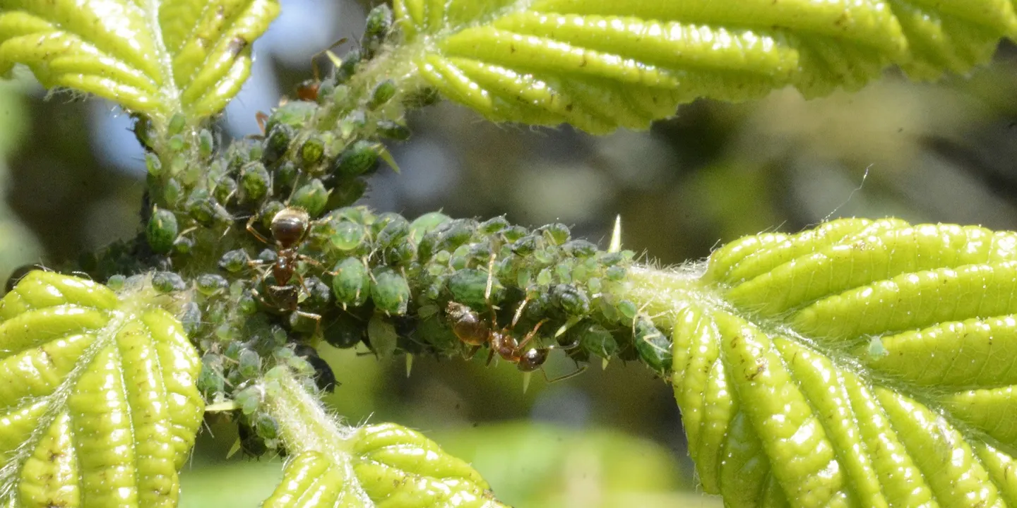 Healthy Edible Garden Series: Pest Management