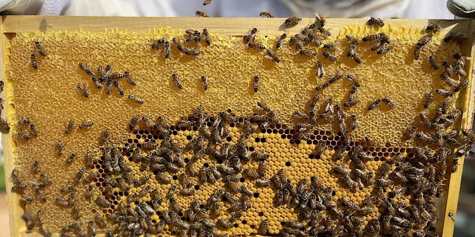 Advanced Beekeeping 2026/2027 season