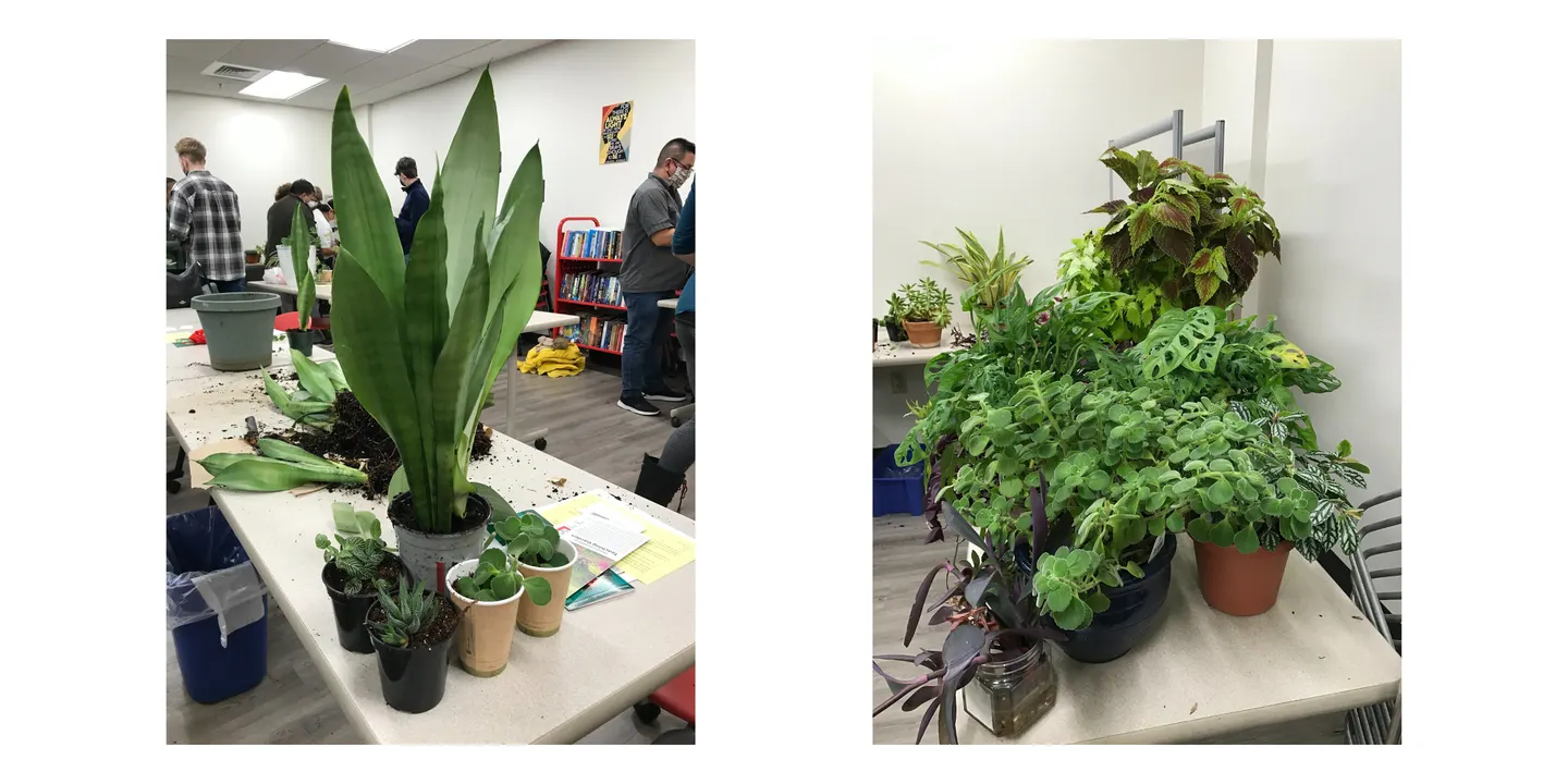 Making More Plants: Houseplant Propagation Fall 2026
