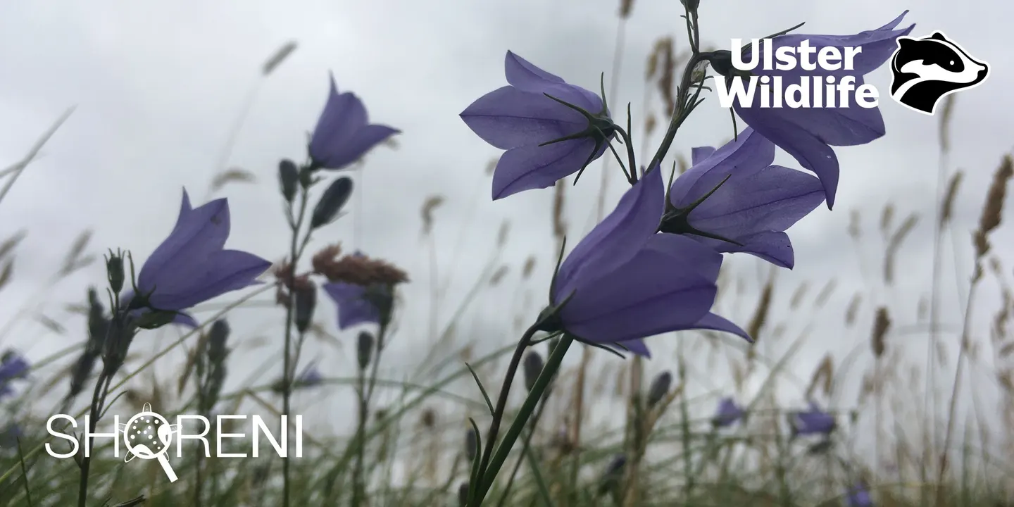 ShoreNI Wildflower Walk at Whitehead