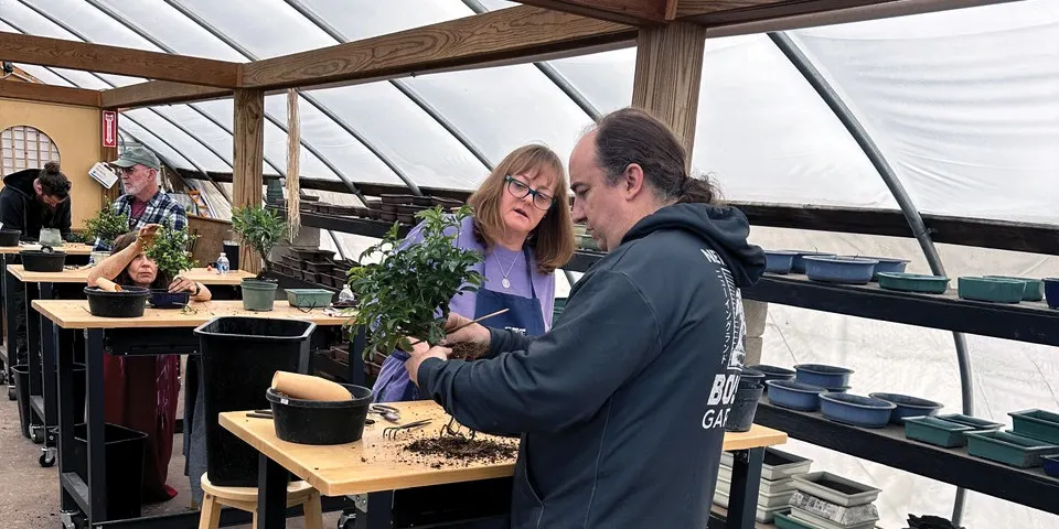 Bonsai Beyond Essentials: Level 3 with Peter Olsen