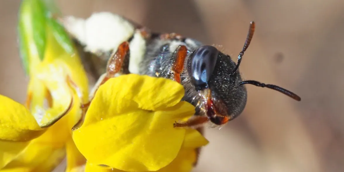 The Wonderful World of Native Bees with Dr Kit Prendergast