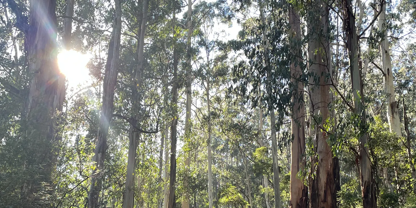 Forest Therapy