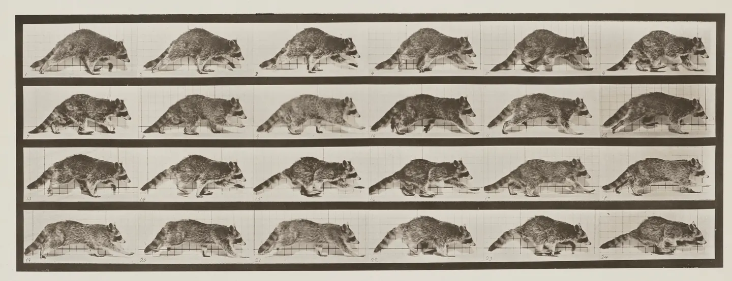 Museum of Raccoons - September 23rd Reservable Hours