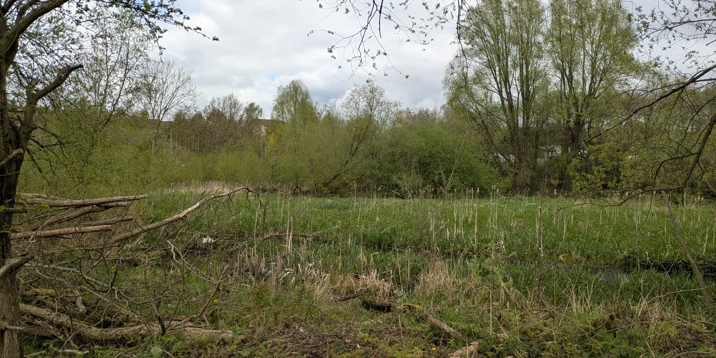 November Community River Monitoring Walk - Ford Green Brook South