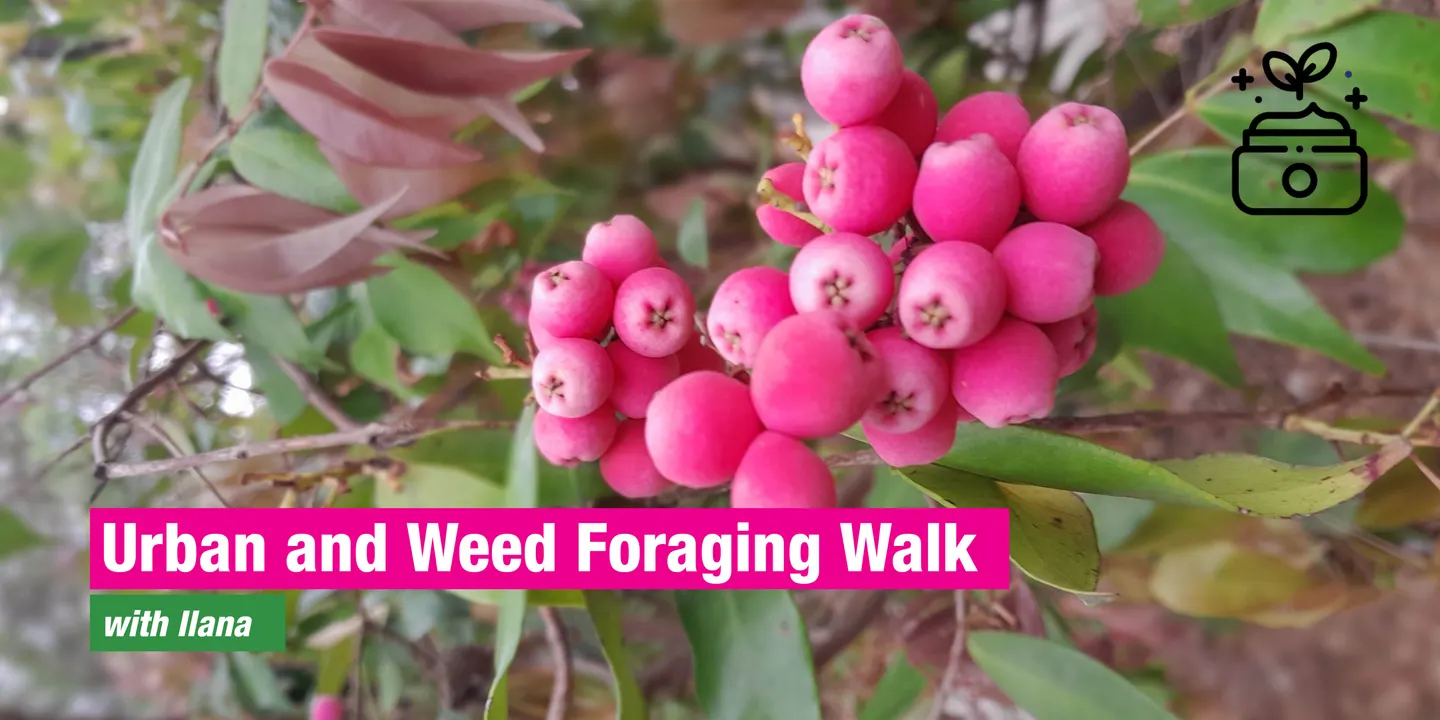 Urban and Weed Foraging Walk