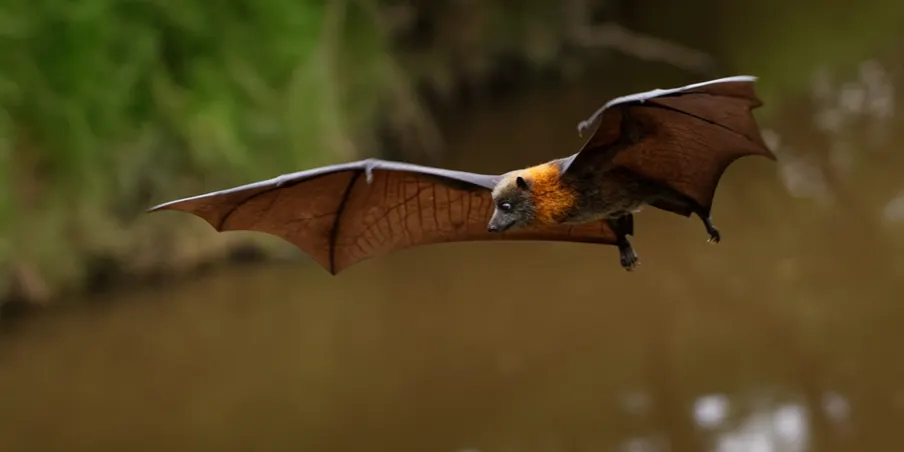 Boroondara Bioblitz: Evening Wildlife Walk - 7:30pm to 8:15pm