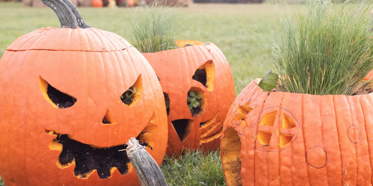 Annual Harvest Festival