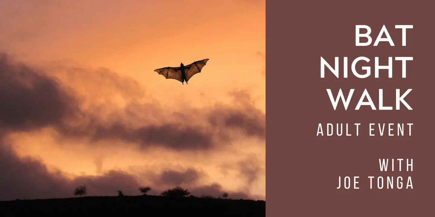 Bat Night Walk (Adults)