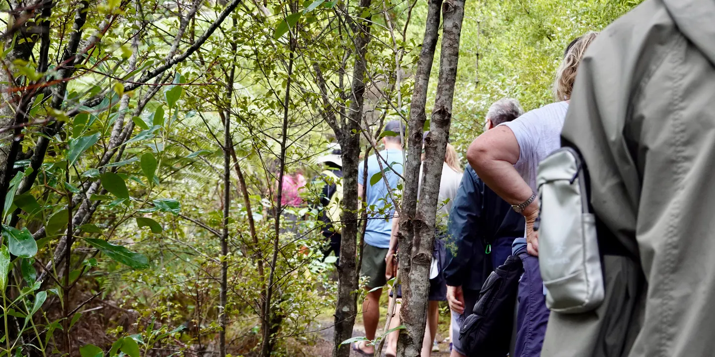 Wellbeing Walk - Alice Eaves Scenic Reserve