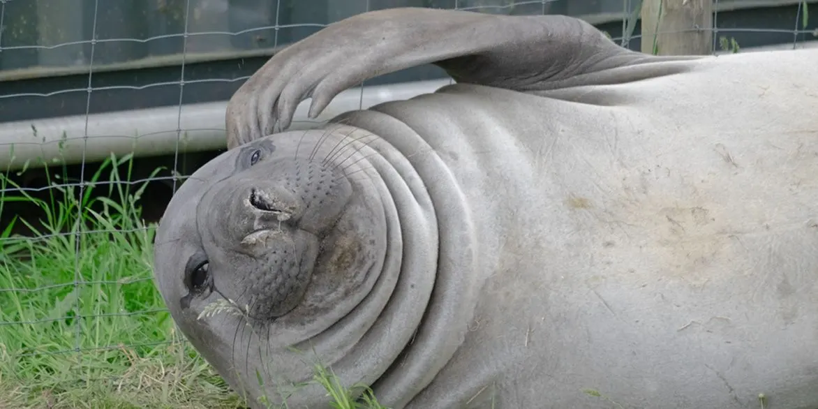 Pop-up Café - Neil the Seal