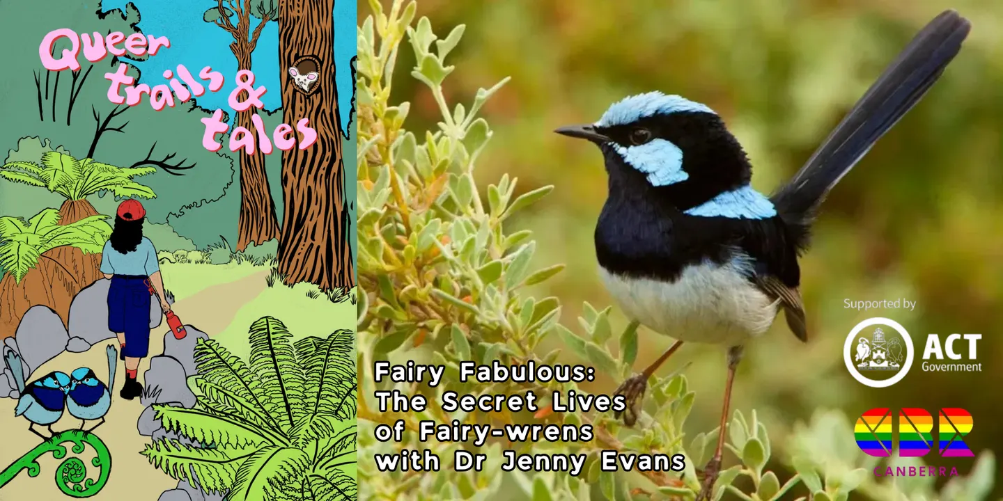 Fairy Fabulous: The Secret Lives of Fairy-wrens