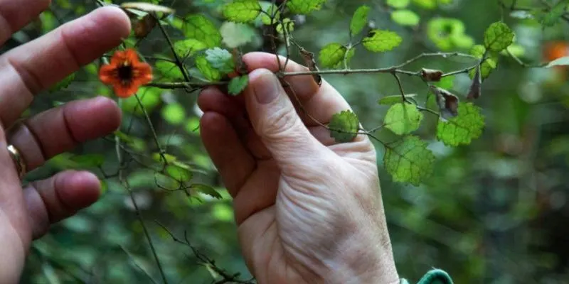 Hands On Ecology series: Takutai - 20 Nov 2026