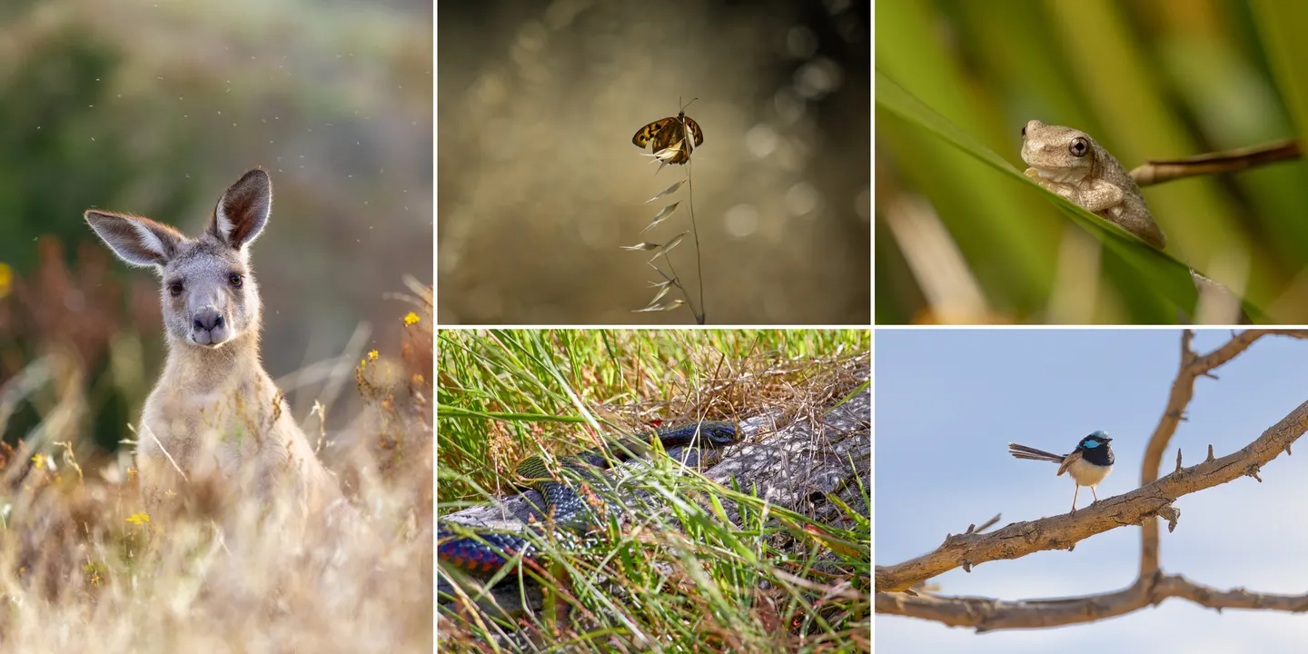 Critters of the Corridor Photography Exhibition - Opening Event