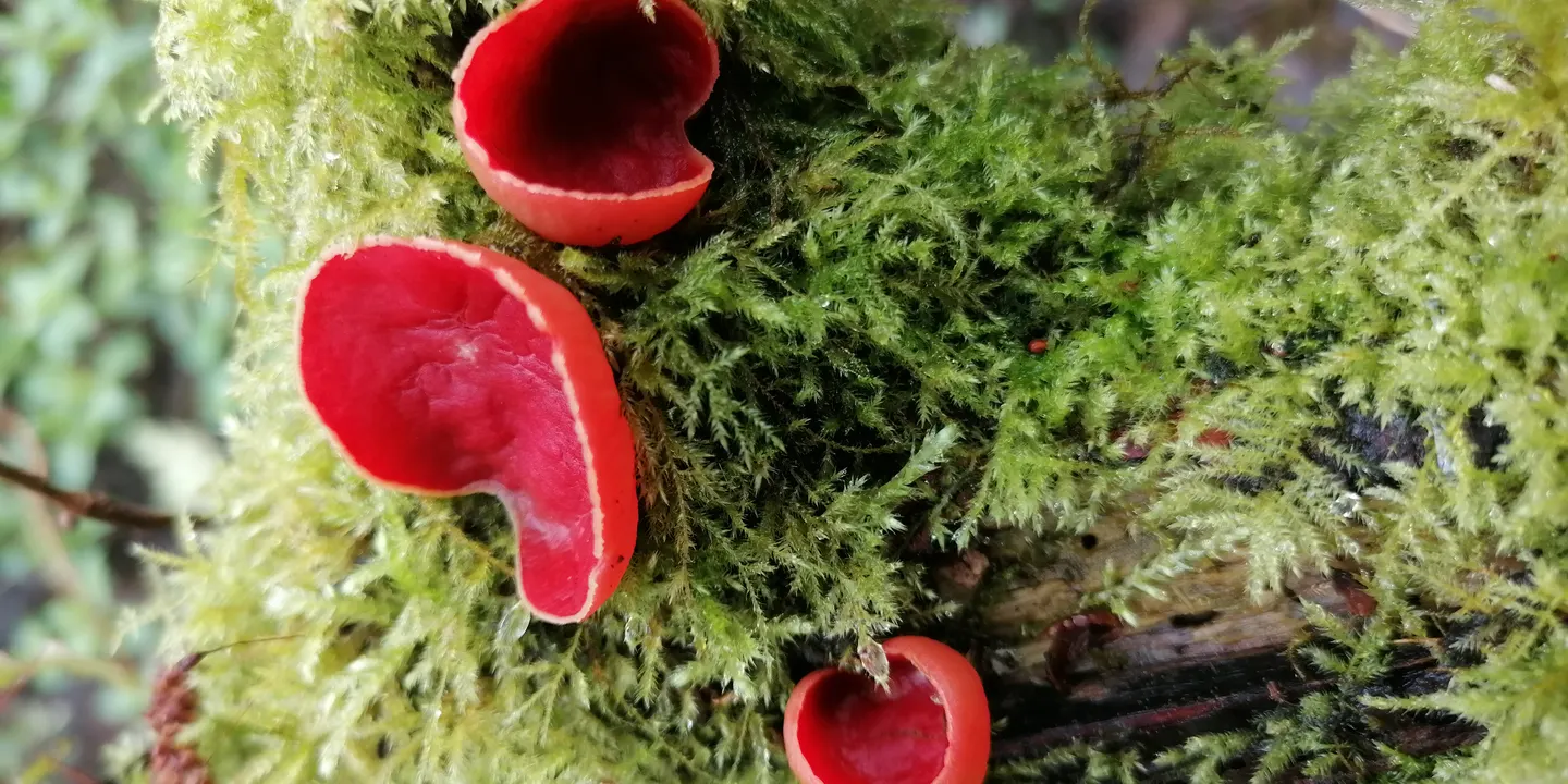 Fungi Walk - University of Staffordshire Nature Reserve