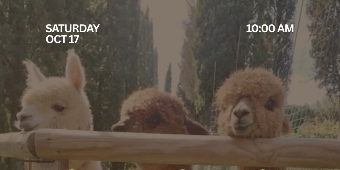 Alpaca Pilates at L&R Alpaca Haven
