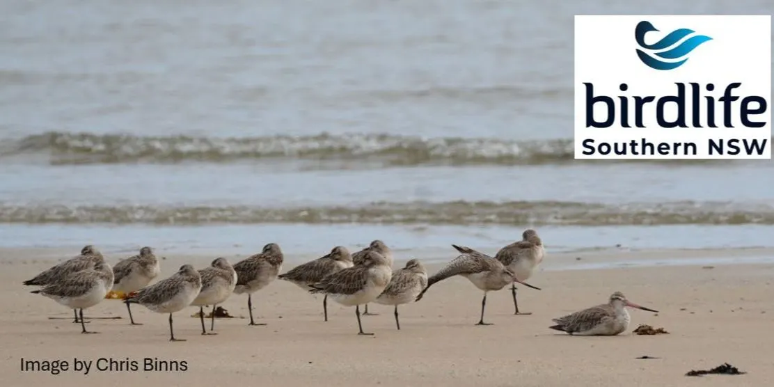 Port Hacking Shorebirds and Woodland Birds - Guided Bird Walks from Bonnie Vale to Deeban Spit via Maianbar in 2026 and 2027