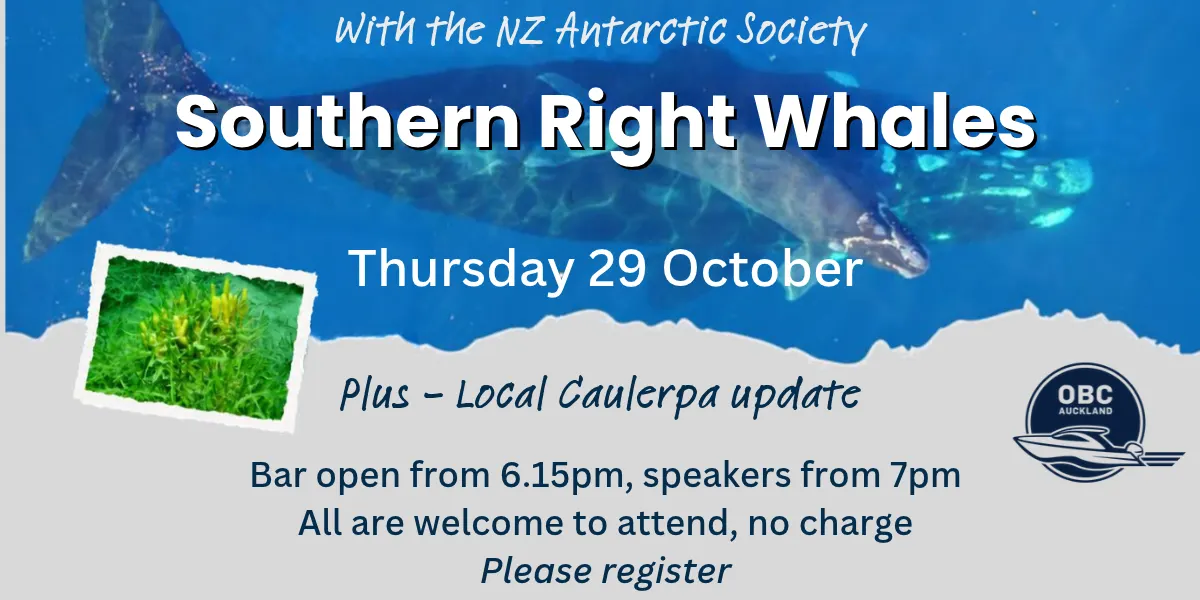 Southern Right Whales + Update on gulf invaders