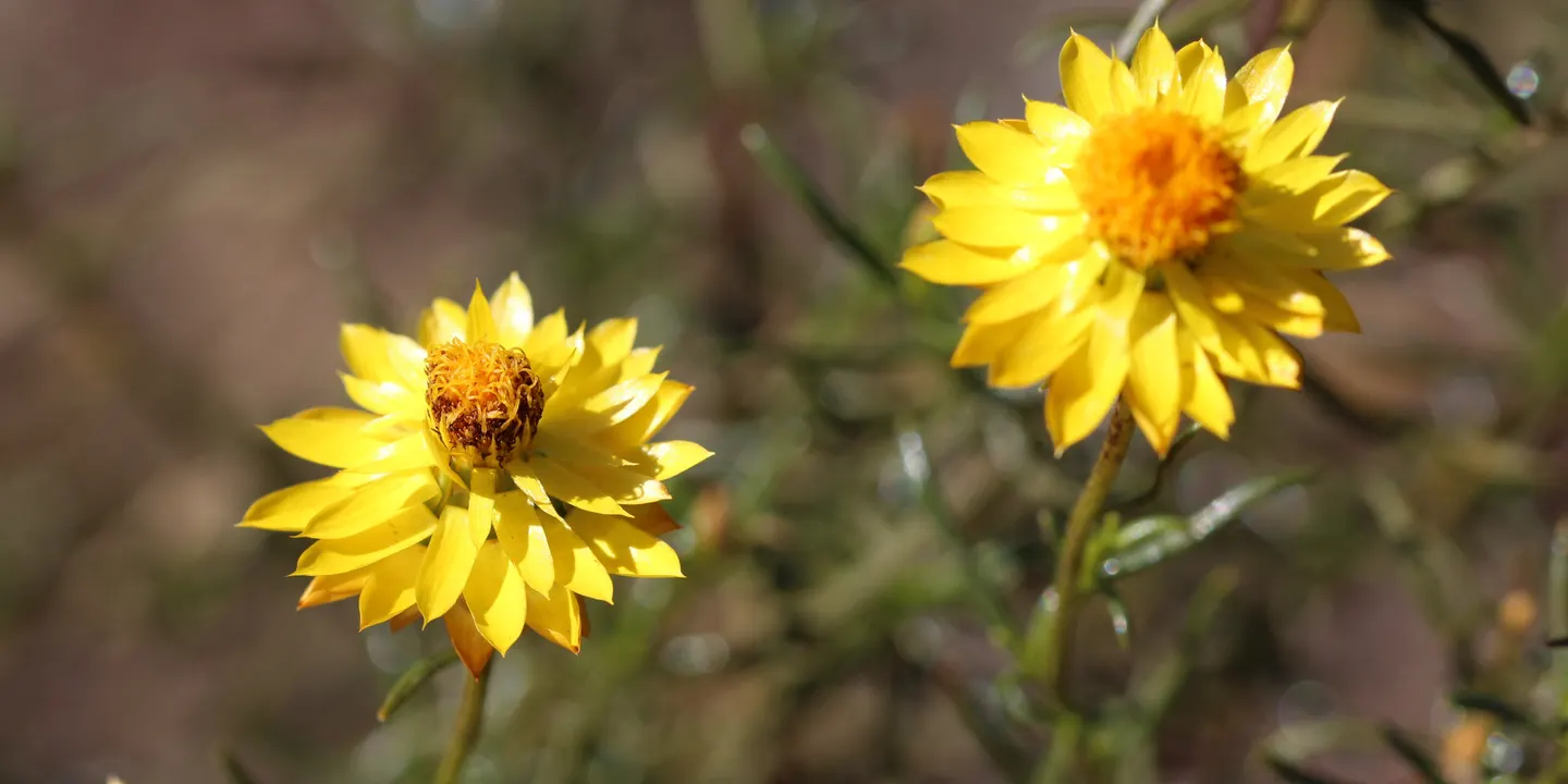 Wildflower Wanders - Yalukit Willam Nature Reserve