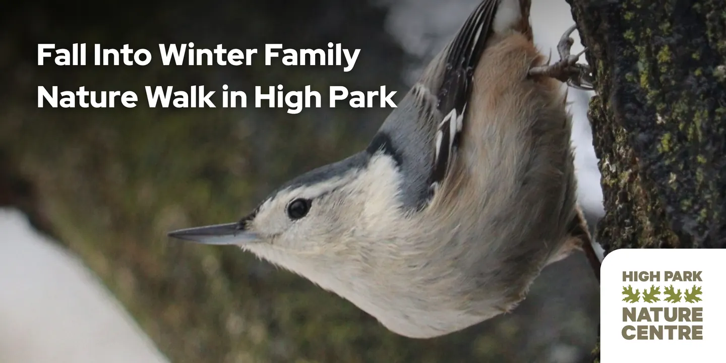 December Birding Walk with the High Park Nature Centre
