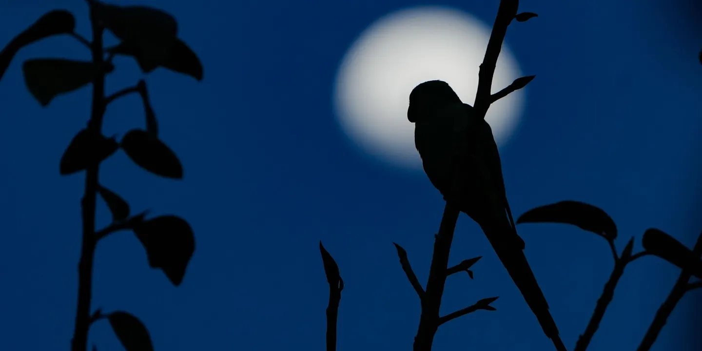The Night Parrot Choir