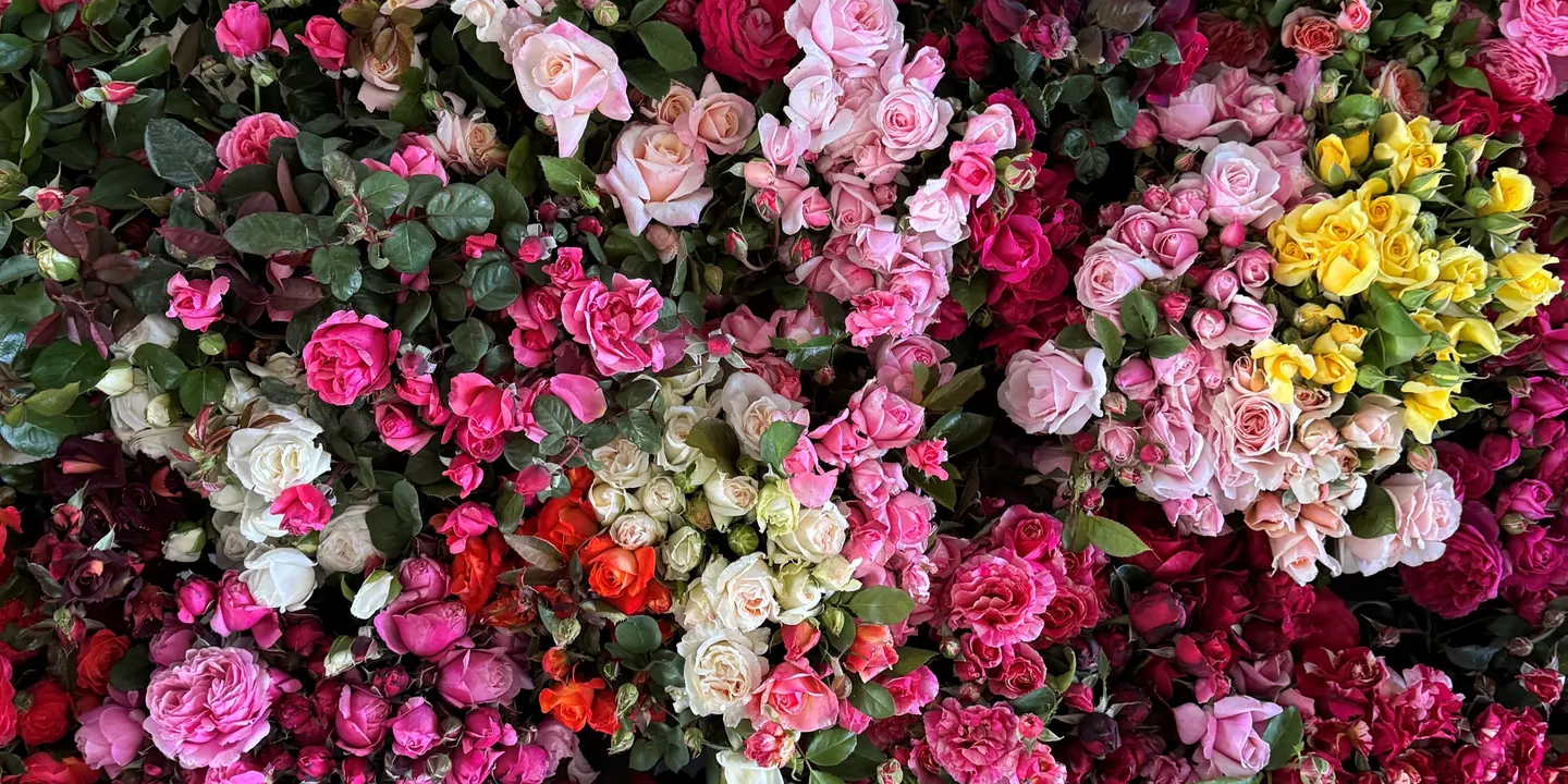Australian Rose Industry Seminar 2026