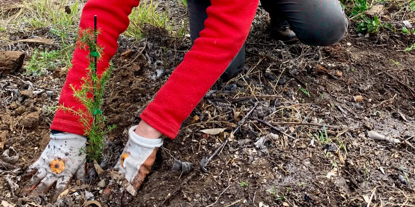 Rewilding Wobbly Boot Vineyard