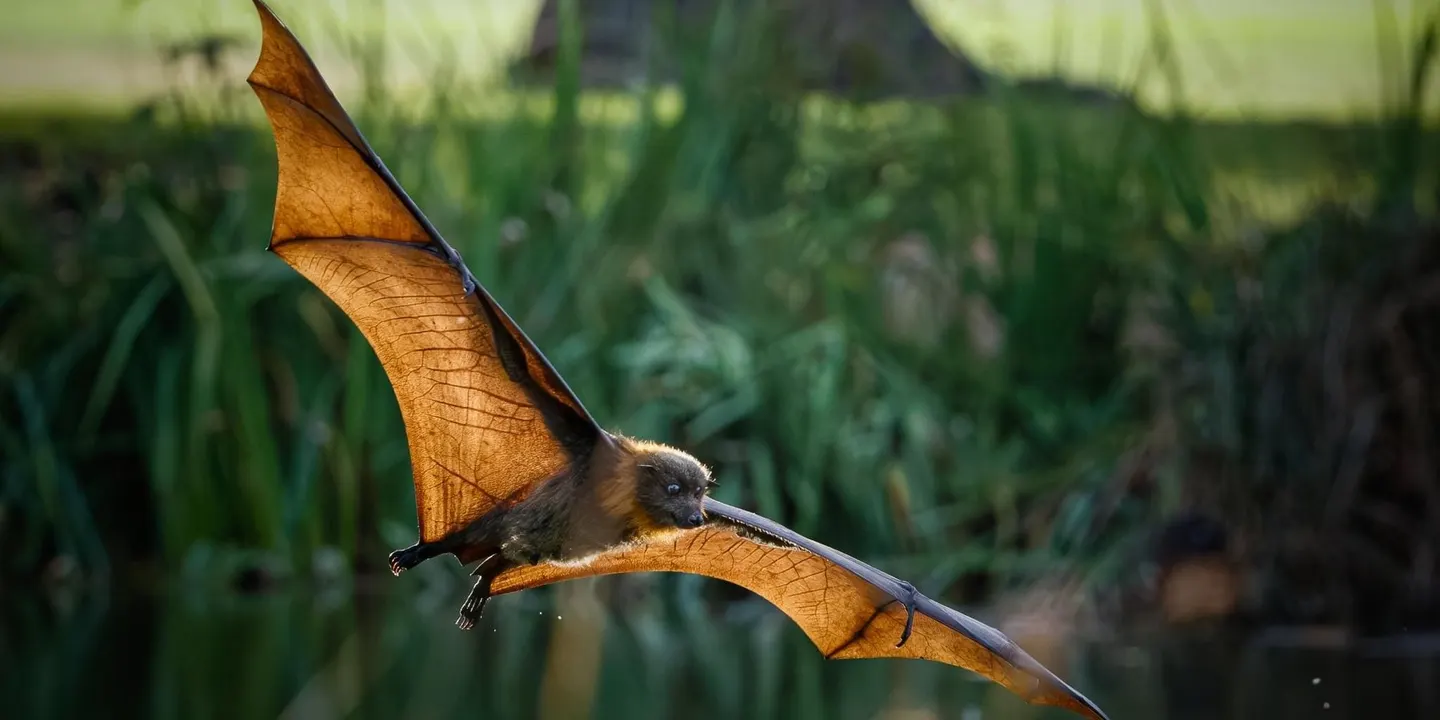 The Secret Life of Bats