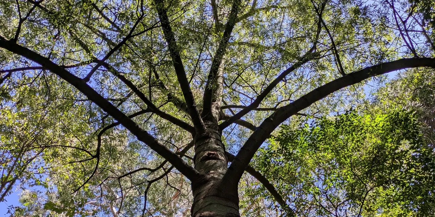 Forest Bathing at the Adelaide Botanic Garden
