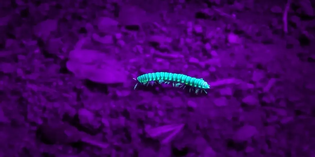 Queer Halloweeny Night Hike! - Monte Bello Open Space