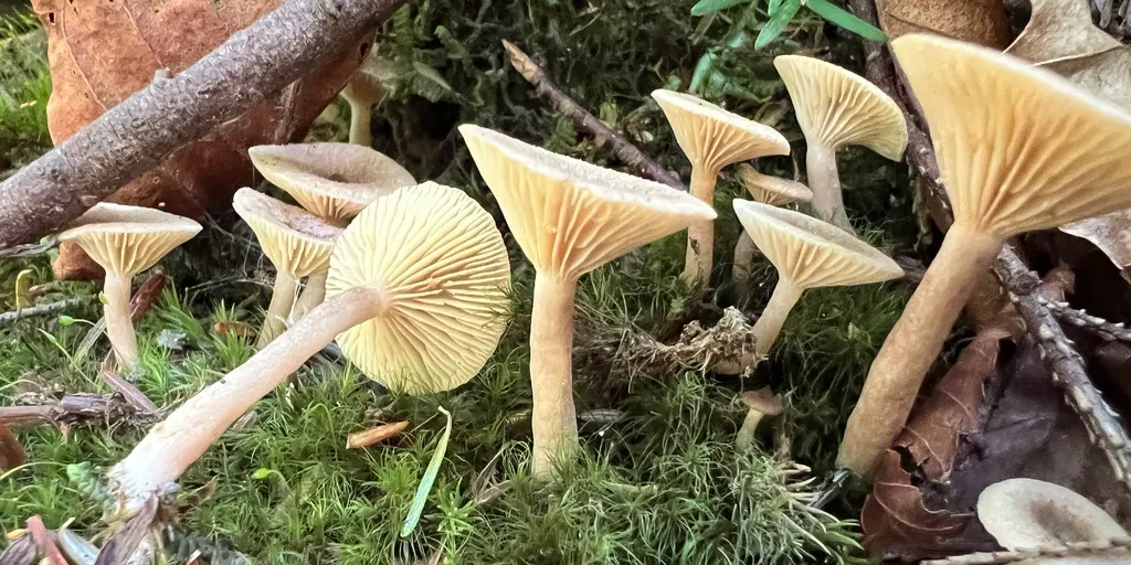 Cobbs Creek Mushroom Walk at CCCEC