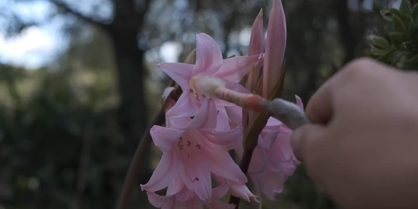 Cowgirls are Forever: Pollinator Tool Making and Worldbuilding Workshop