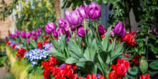Pukekawa/ Auckland Domain and Winter Gardens | Guided Ranger Walk