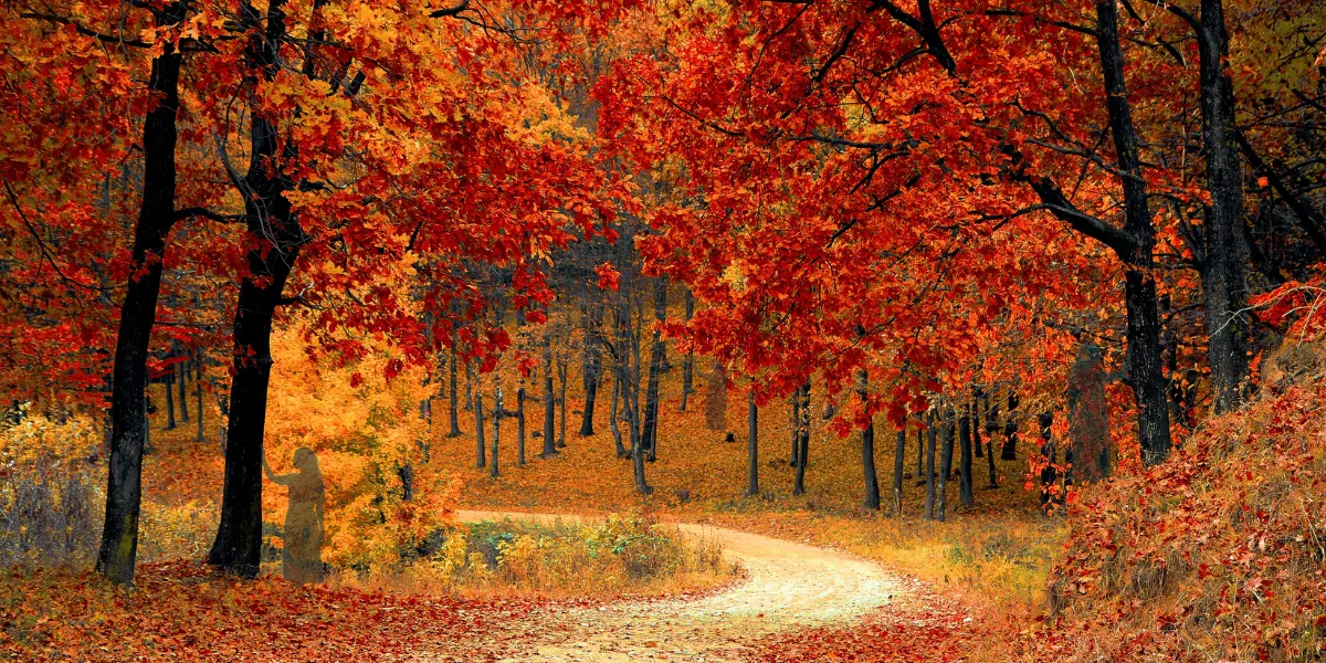 Forest Bathing | Connection Within