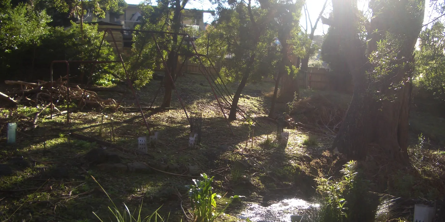 Gully Planting Day