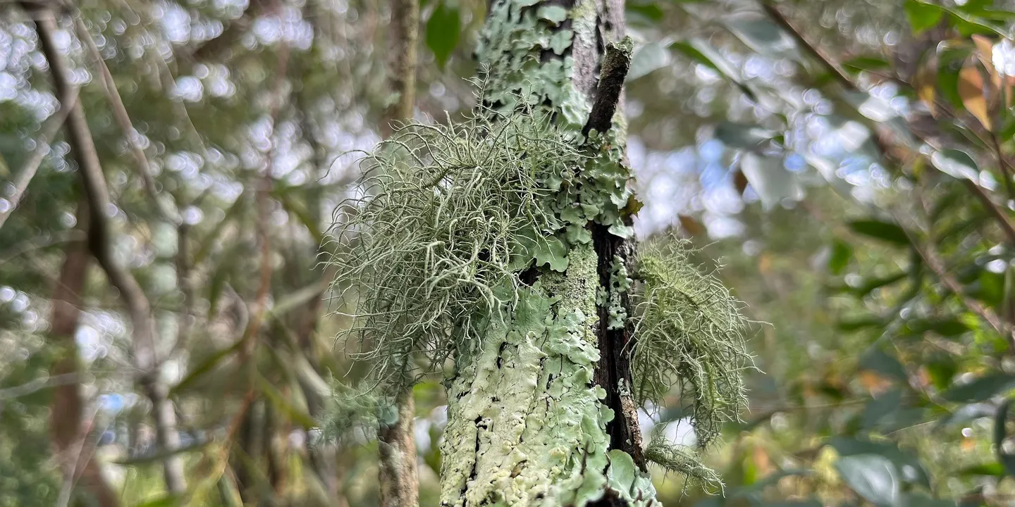 Lichens Talk & Walk - 2026
