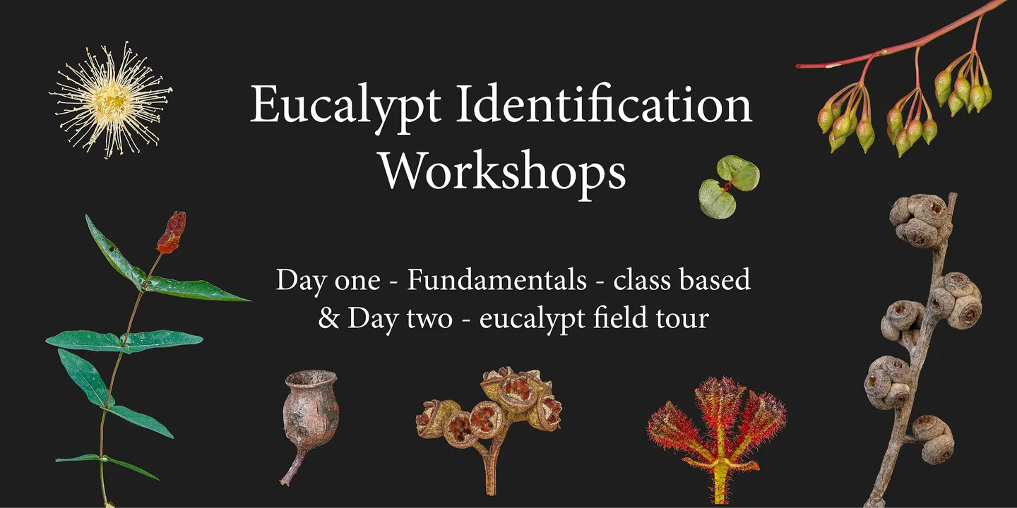 Eucalypt ID workshop (Sydney) - Two or Three day training (12th-14th November)