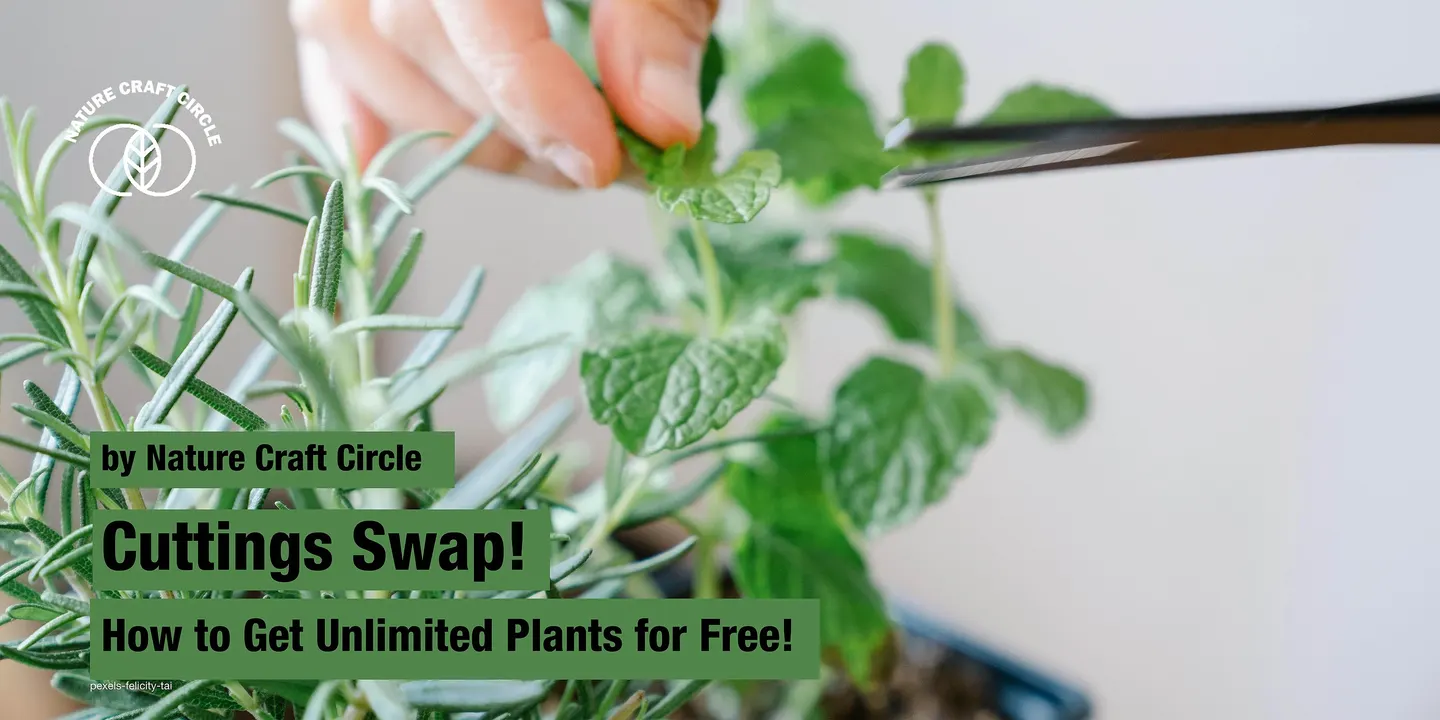Cuttings Swap - How to Get Unlimited Plants for Free - 10.04.27