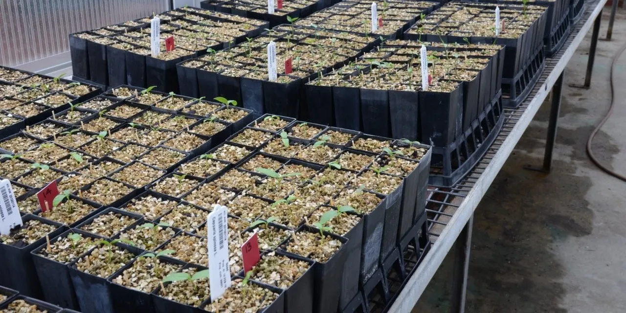 Greening Your Thumb: Natives from Seed