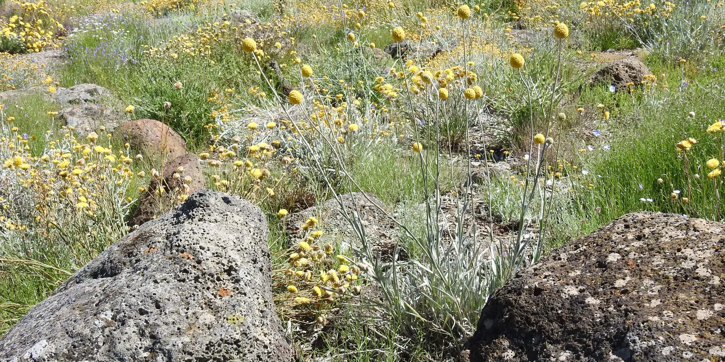 Doreen's Grassland walk