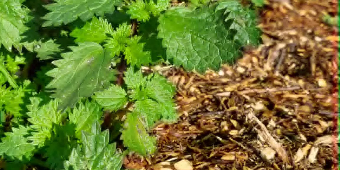 Introduction to Herbalism