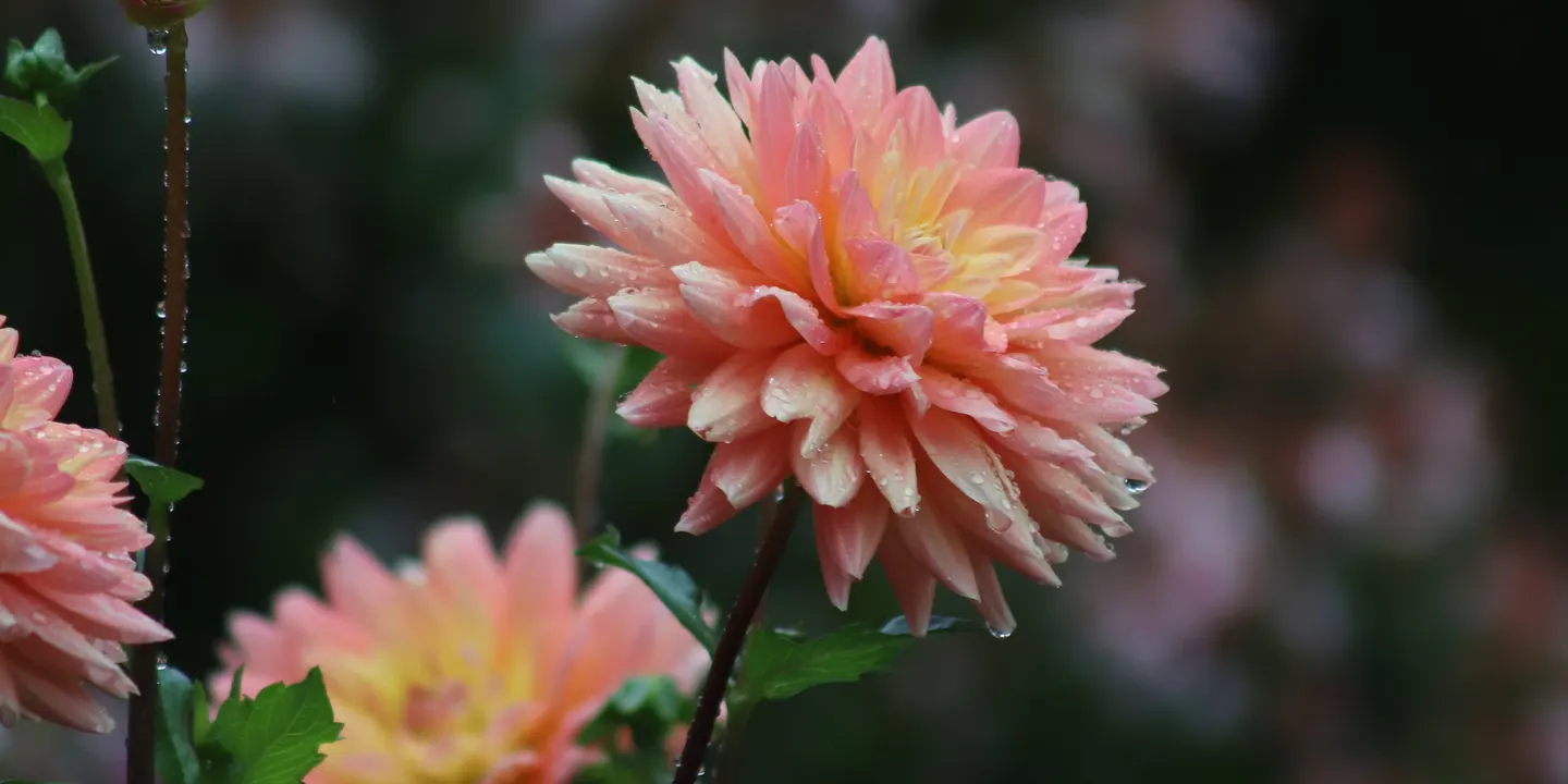 How to Split and Store Your Dahlias