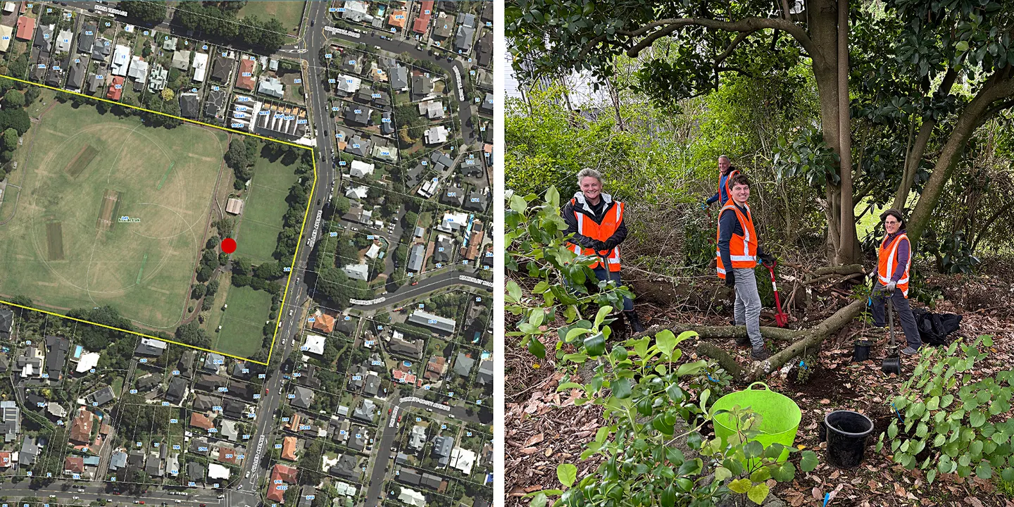 Wednesday Weed Warriors maintain Melville Park native restoration site in Epsom